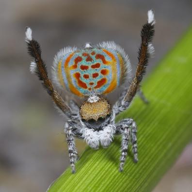 dancing-spider